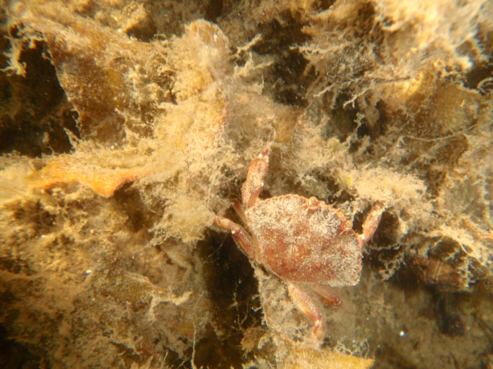Cancer irroratus