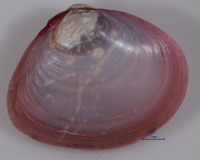 Macoma balthica Macoma balthica