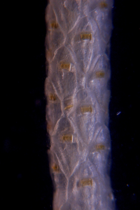Cellaria aurorae, East Weddell Sea, 2008 Cellaria aurorae, East Weddell Sea, 2008