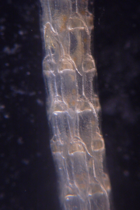 Cellaria diversa, East Weddell Sea, 2008 Cellaria diversa, East Weddell Sea, 2008