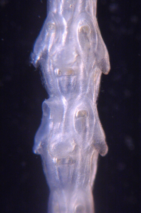 Cellaria incula, East Weddell Sea, 2008 Cellaria incula, East Weddell Sea, 2008