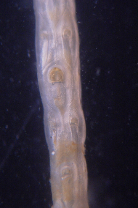 Cellaria incula, East Weddell Sea, 2008 Cellaria incula, East Weddell Sea, 2008