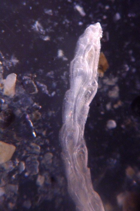 Cellaria moniliorata, East Weddell Sea, 2008 Cellaria moniliorata, East Weddell Sea, 2008