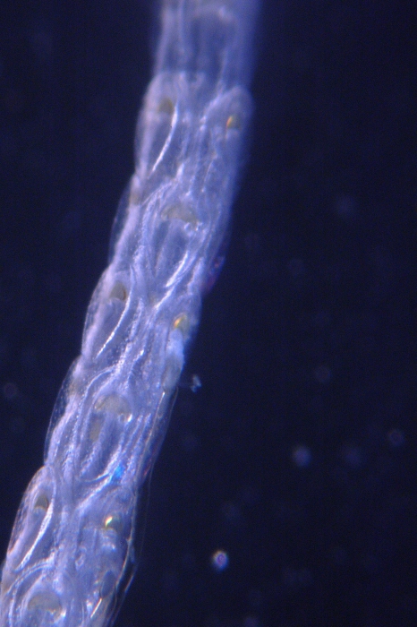 Cellaria sagittula, East Weddell Sea, 2008 Cellaria sagittula, East Weddell Sea, 2008