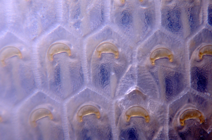 Melicerita obliqua, East Weddell Sea, 2008 Melicerita obliqua, East Weddell Sea, 2008