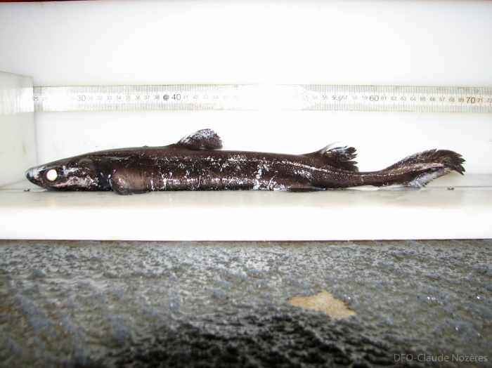 Black dogfish