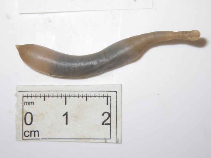Sipuncula 2 Sipuncula 2