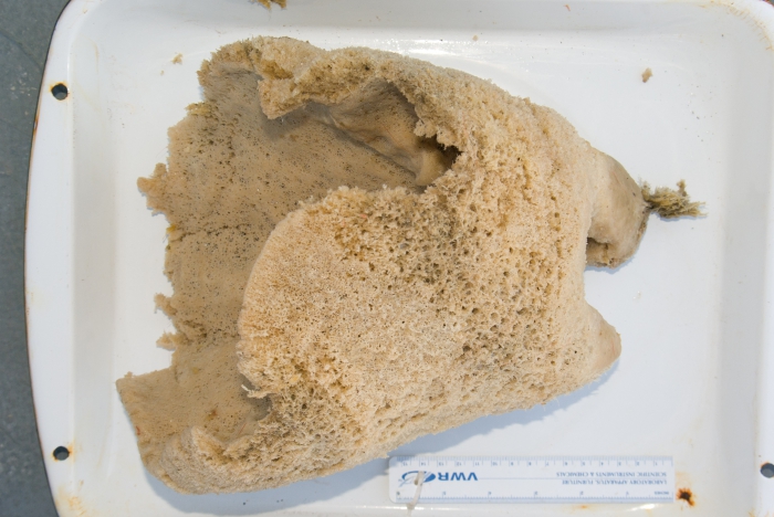 Porifera Porifera