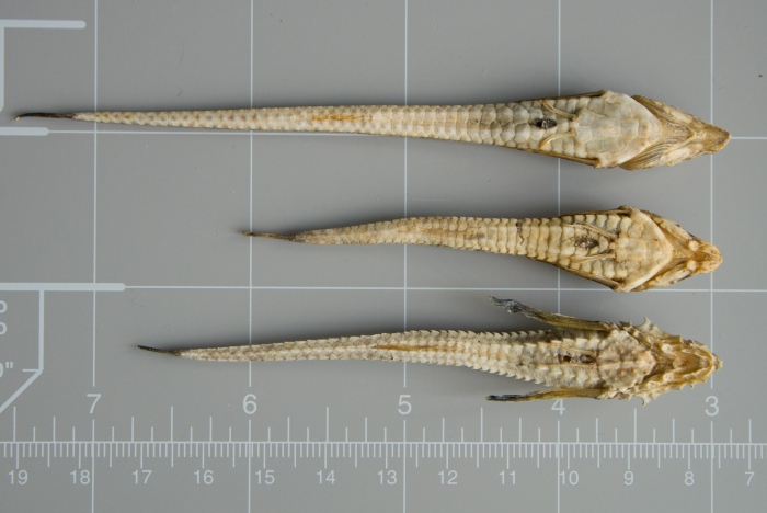 Alligatorfishes - comparison (ventral)