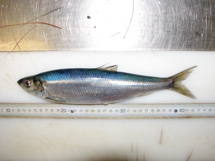 WoRMS World Register of Marine Species