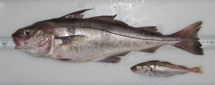 Melanogrammus aeglefinus - haddock, pair