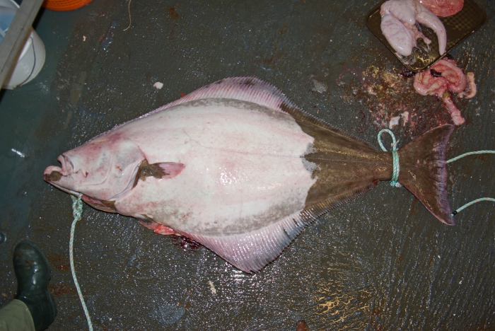 Hippoglossus hippoglossus - Atlantic halibut Hippoglossus hippoglossus - Atlantic halibut