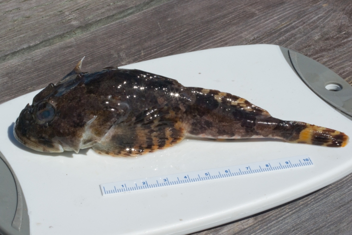 Myoxocephalus scorpius - shorthorn sculpin (small)