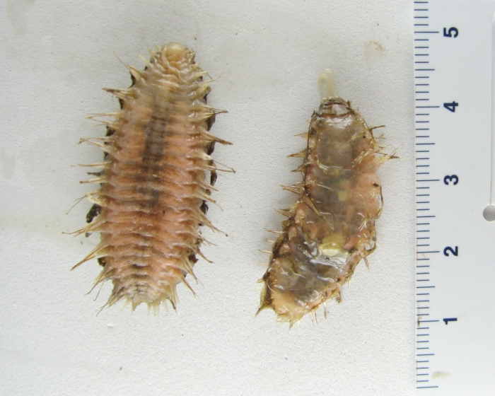 Aphroditella hastata - small specimens