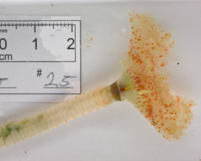 Chone infundibuliformis - live view