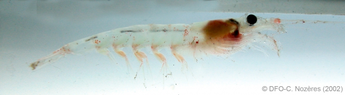 Meganyctiphanes norvegica - horned krill Meganyctiphanes norvegica - horned krill