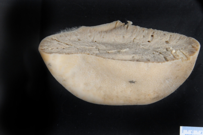 Geodia macandrewii Geodia macandrewii