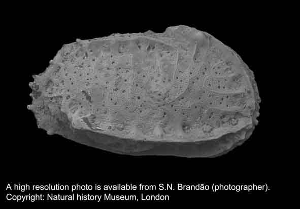 Bradleya arata-Paralectotype Bradleya arata-Paralectotype
