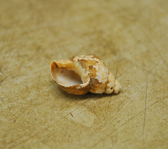 Admete viridula