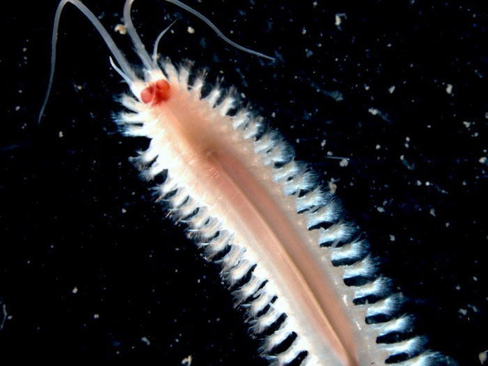 Neoleanira