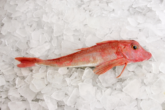 Aspitrigla cuculus