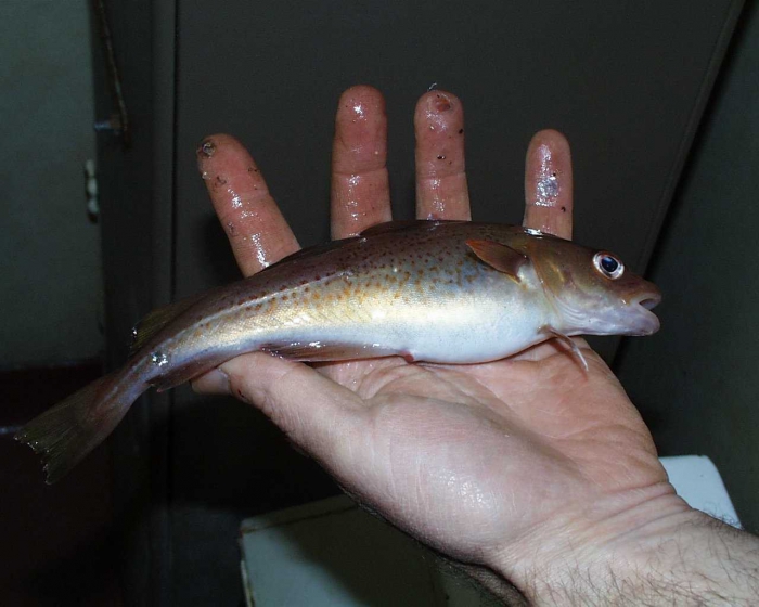 fish