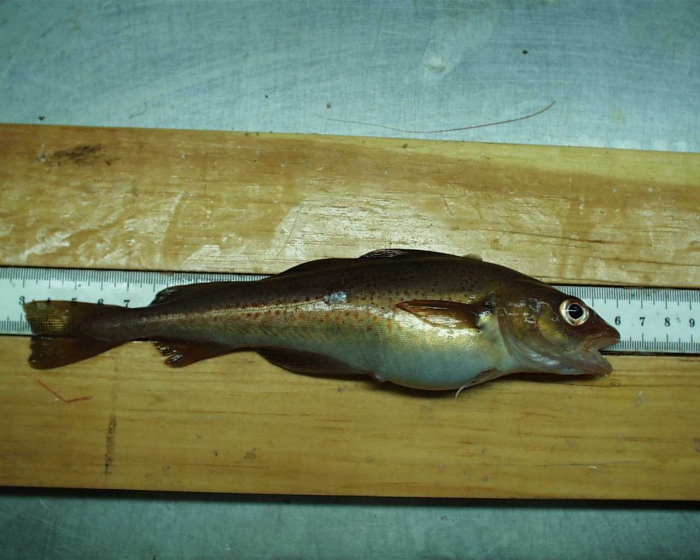fish