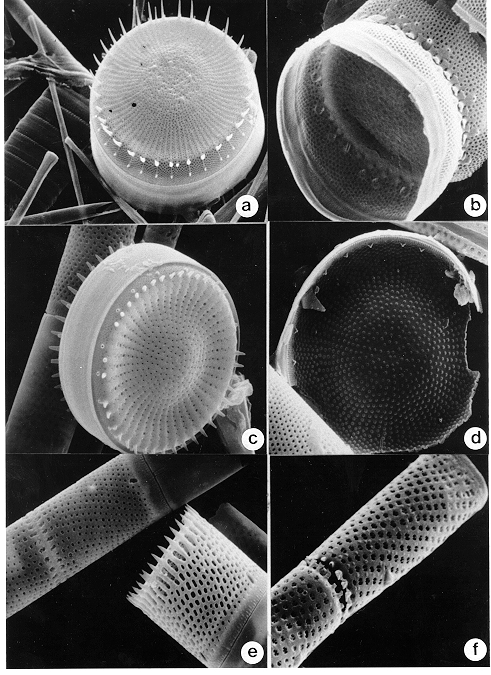 Plate III - SEM