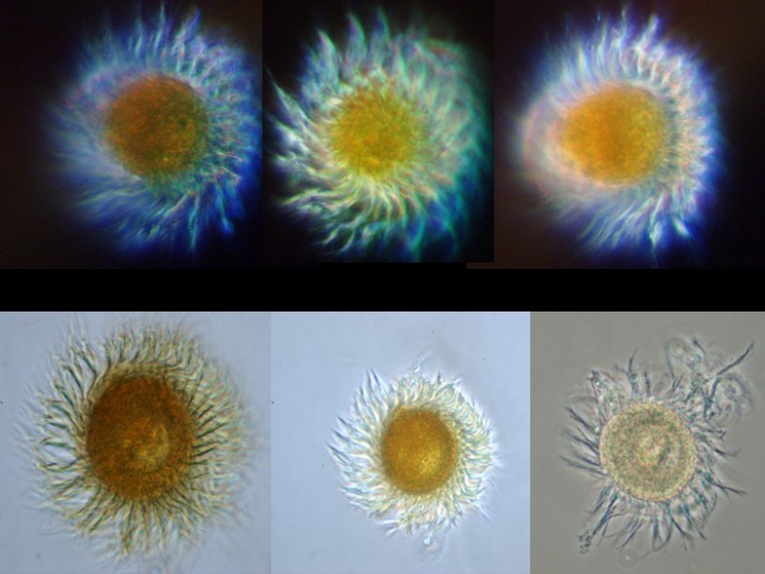 Mesodinium rubrum