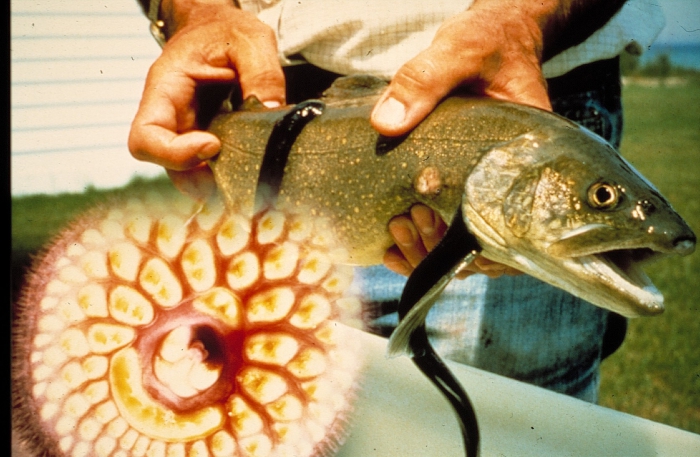 Sea lamprey