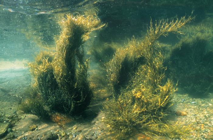 Ascophyllum