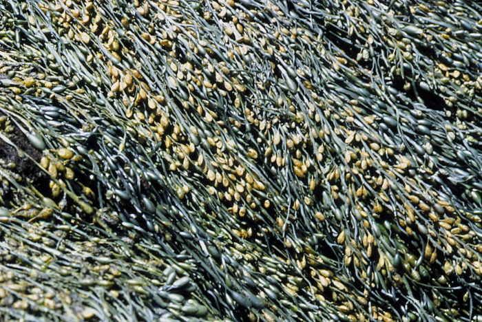 Ascophyllum