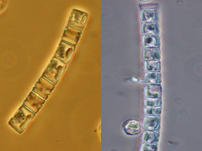 Detonula confervacea Detonula confervacea