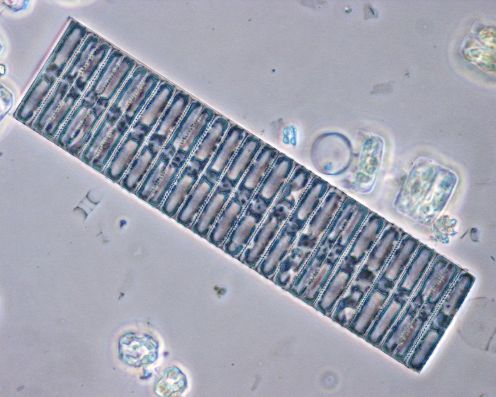 Fragilaria crotenensis Fragilaria crotenensis
