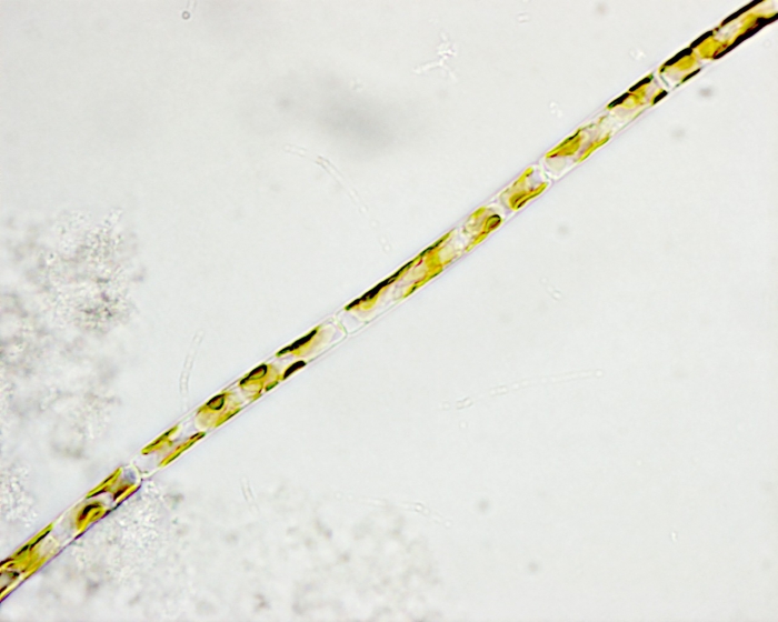 Leptocylindrus danicus Leptocylindrus danicus