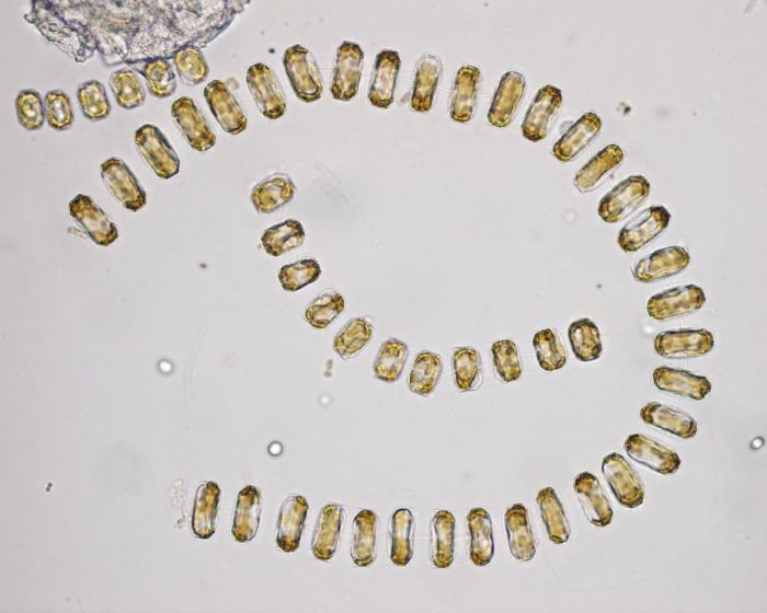Thalassiosira nordenskioeldii