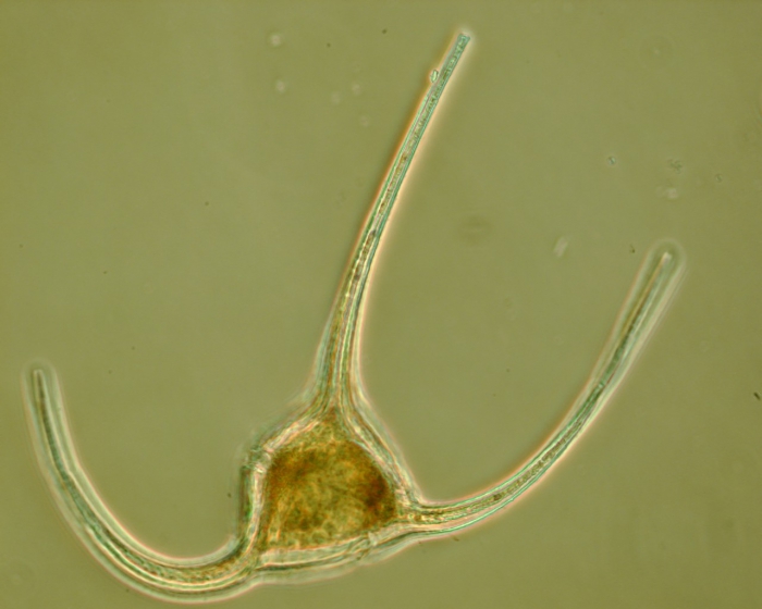 Ceratium longipes
