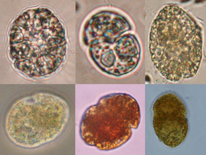 Gymnodinium