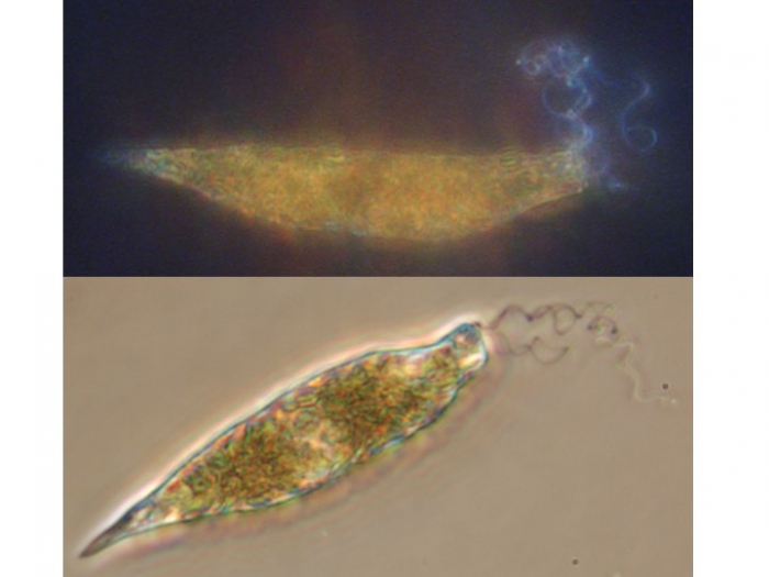Eutreptiella braaudii Eutreptiella braaudii