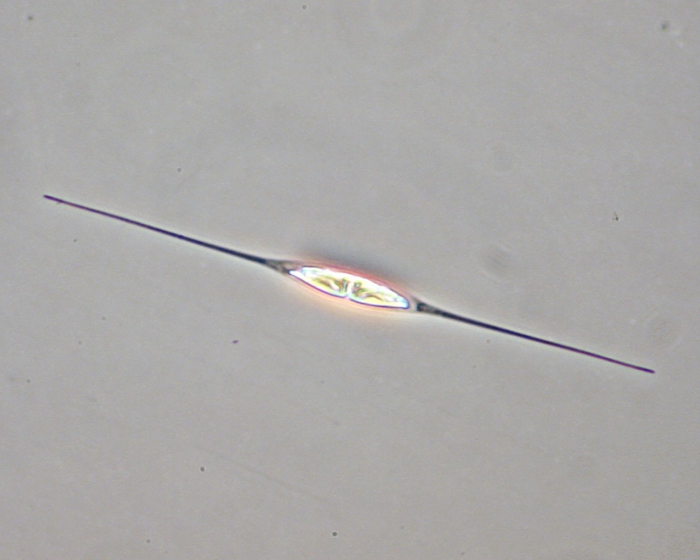 Cylindrotheca closterium Cylindrotheca closterium
