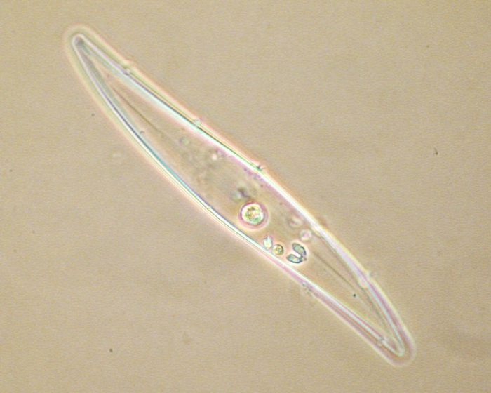 Gyrosigma Gyrosigma