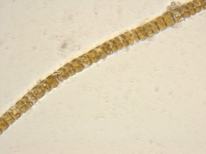 Plagiogramma staurophorum (W.Gregory) Heiberg Plagiogramma staurophorum (W.Gregory) Heiberg