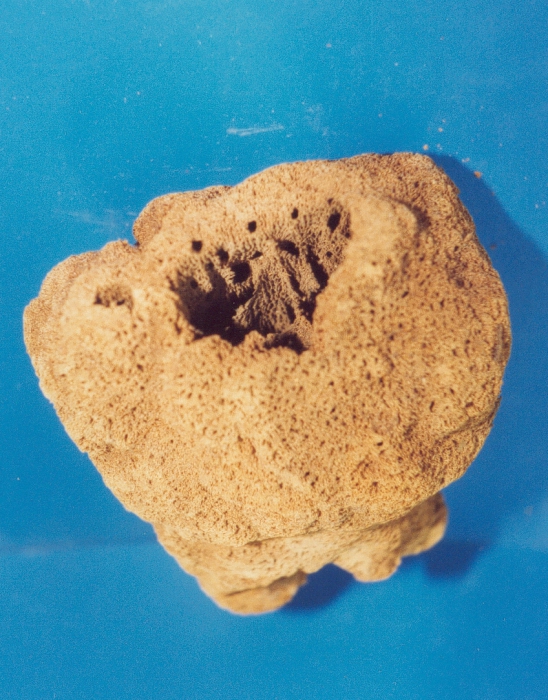 Siphonella ingens Holotype Siphonella ingens Holotype