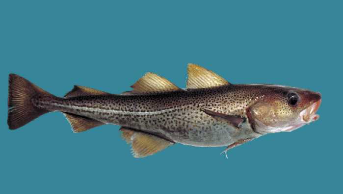 Gadus morhua
