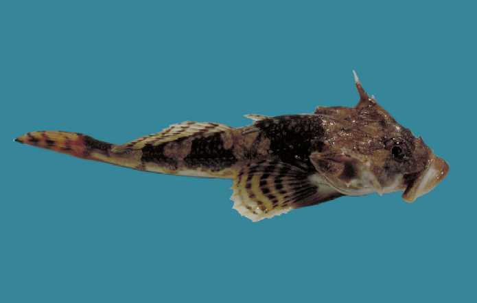 Myoxocephalus