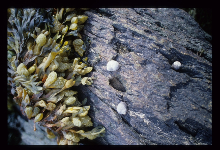 Fucus
