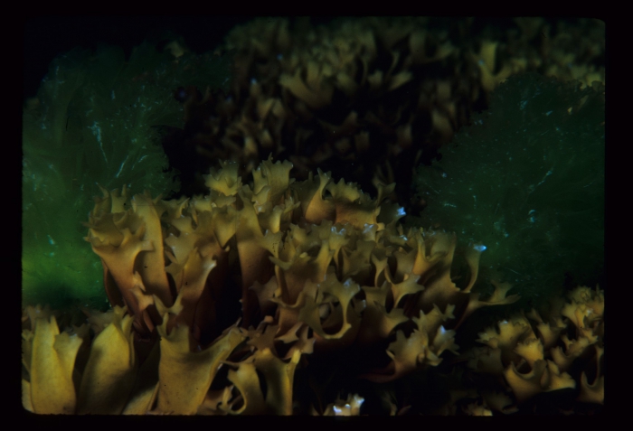 Chondrus