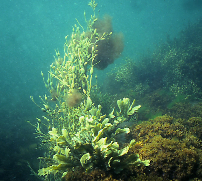 Ascophyllum