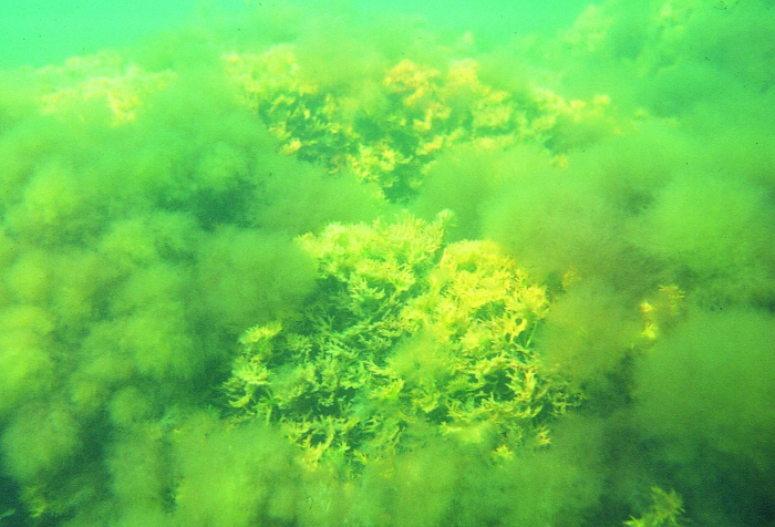 Chondrus