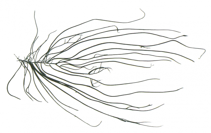 Chordaria flagelliformis